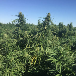Berry Blossom CBD feminized